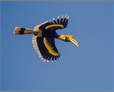 Great Hornbill in Flight in Kaziranga - Image by Udayan Borthakur